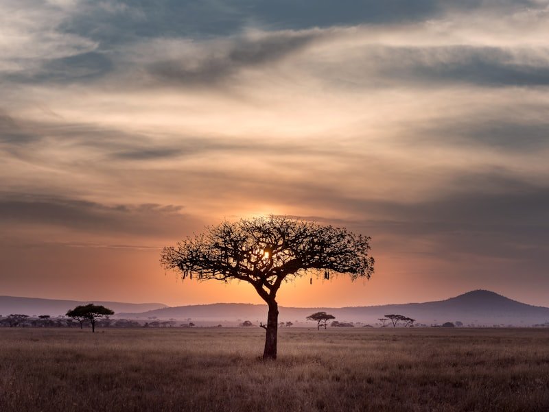 Arbre et paysage africain