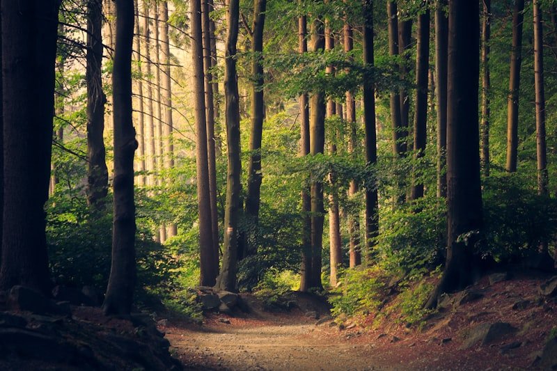 Forêt luxuriante en Afrique